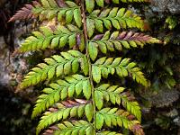 Ausschnitt von Farnblatt